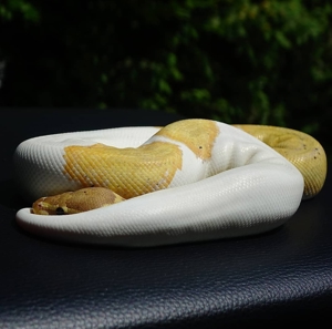 1.0 (männlich) Banana Pied Königspython
