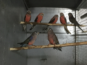 Vielfarbensittiche, Ziegensittiche, Schmucksittiche und Bourkesittiche abzugeben.