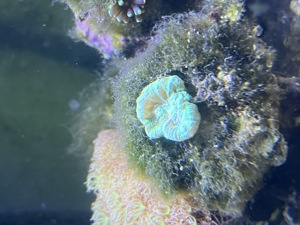 Meerwasser Korallen  Bild 4