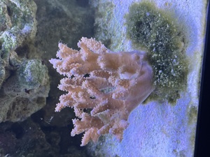 Meerwasser Korallen  Bild 2