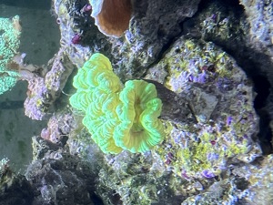Meerwasser Korallen  Bild 5
