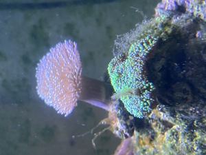 Meerwasser Korallen  Bild 3