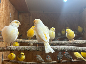 Zebrafinken, Reisfinken, Kanarienvögel ,Diamanttauben abzugeben