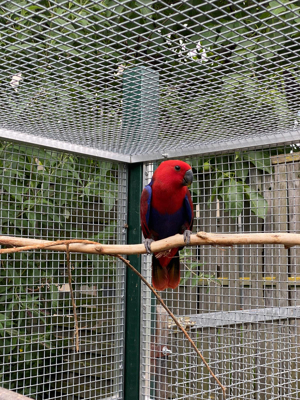 Junge Edelpapageien Henne abzugeben.