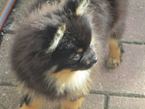 Pomeranian Zwergspitz (reinrassig) Bild 9