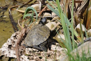 kleine Form-Europäische Sumpschildkröte - Emys orbicularis capolongoi (Sardinien) NZ von 2024 Bild 5