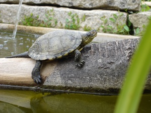 kleine Form-Europäische Sumpschildkröte - Emys orbicularis capolongoi (Sardinien) NZ von 2024 Bild 6