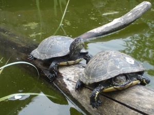 kleine Form-Europäische Sumpschildkröte - Emys orbicularis capolongoi (Sardinien) NZ von 2024 Bild 3