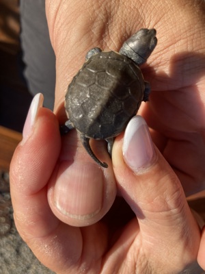 kleine Form-Europäische Sumpschildkröte - Emys orbicularis capolongoi (Sardinien) NZ von 2024 Bild 7