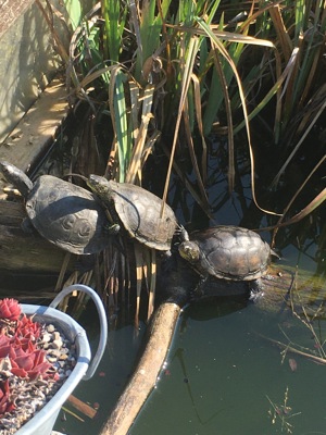 kleine Form-Europäische Sumpschildkröte - Emys orbicularis capolongoi (Sardinien) NZ von 2024 Bild 2
