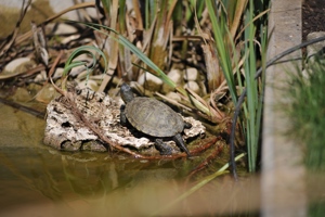 kleine Form-Europäische Sumpschildkröte - Emys orbicularis capolongoi (Sardinien) NZ von 2024 Bild 9