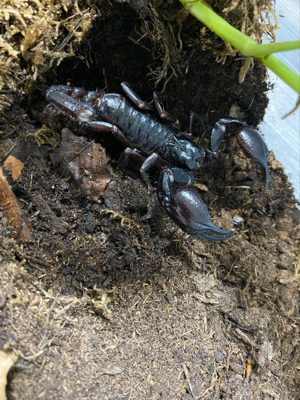 Heterometrus Petersii asiatischer Waldskorpion