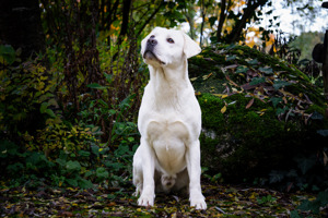 Labrador Welpen weiß  Bild 6