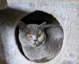 Sie sind auf der suche nach einer einer Britisch-Kurzhaar-Katze? Bild 1