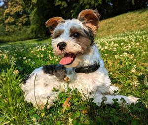 Biewer Yorkshire Terrier Deckrüde 