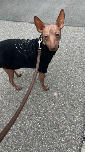 Xolo mini Hund ohne Fell Allergikerfreundlich. Bild 3