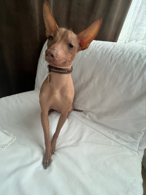 Xolo mini Hund ohne Fell Allergikerfreundlich. Bild 2