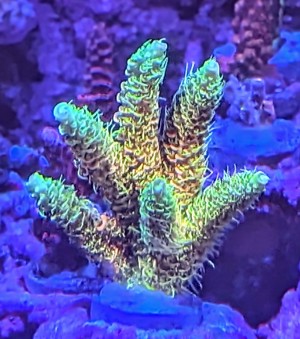 Korallen Ableger SPS LPS Zoanthus Scheibenanemonen Bild 5