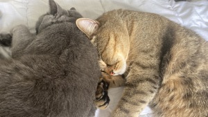 BKH Katzen ( Mutter und Sohn ) Bild 2