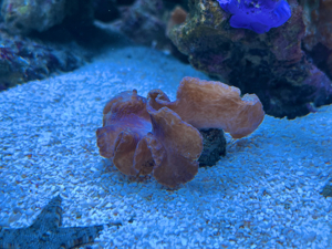 Koralle Ohrenleder Affenhaar Kenia Meerwasser Bild 1