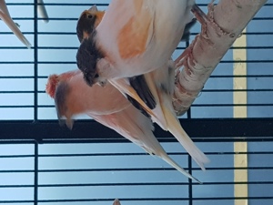 Kanarien Harlekin-Mozaik -Rot