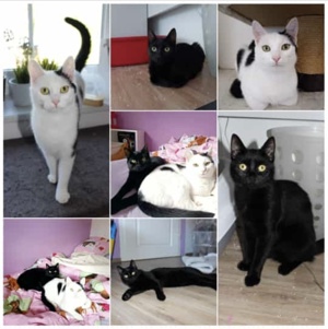 Katzen Geschwister aus dem Tierschutz suchen ihr Zuhause 