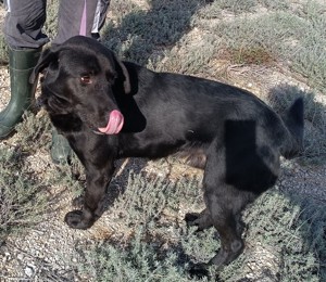 Hugo Labrador Mischlingsrüde Mischling Rüde Junghund sucht Zuhause oder Pflegestelle Bild 3