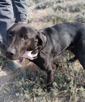 Hugo Labrador Mischlingsrüde Mischling Rüde Junghund sucht Zuhause oder Pflegestelle Bild 2
