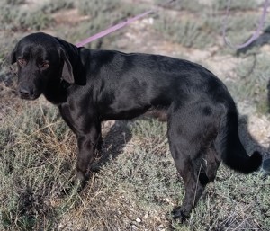 Hugo Labrador Mischlingsrüde Mischling Rüde Junghund sucht Zuhause oder Pflegestelle Bild 5