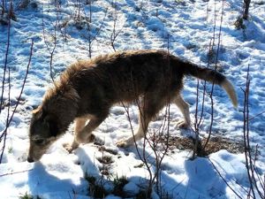 LARA - so ein süßes Hundemädchen (wartet in Rumänien) Bild 3