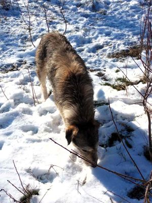 LARA - so ein süßes Hundemädchen (wartet in Rumänien) Bild 6