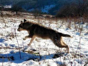 LARA - so ein süßes Hundemädchen (wartet in Rumänien) Bild 4