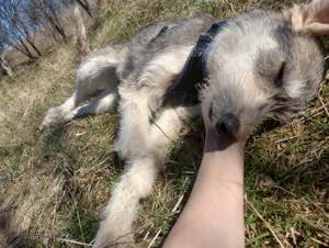 LARA - so ein süßes Hundemädchen (wartet in Rumänien) Bild 8