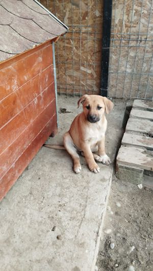 CALIA (geb. 11 2023) sucht ihr Zuhause! Bild 7