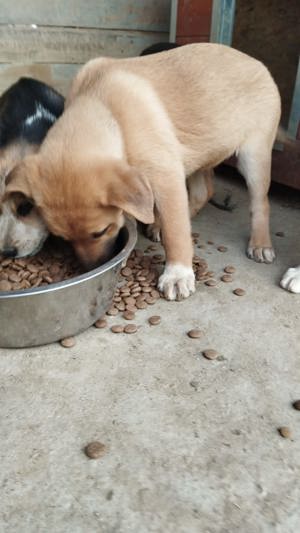 CALIA (geb. 11 2023) sucht ihr Zuhause! Bild 10