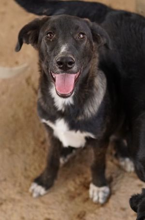 Freyja, geb. ca. 05 2023, lebt in GRIECHENLAND, auf einer privaten Pflegestelle Bild 3