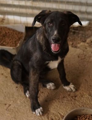 Freyja, geb. ca. 05 2023, lebt in GRIECHENLAND, auf einer privaten Pflegestelle Bild 4