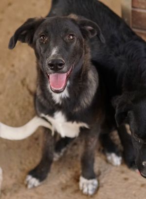 Freyja, geb. ca. 05 2023, lebt in GRIECHENLAND, auf einer privaten Pflegestelle Bild 2