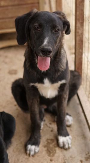 Freyja, geb. ca. 05 2023, lebt in GRIECHENLAND, auf einer privaten Pflegestelle Bild 9