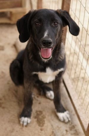 Freyja, geb. ca. 05 2023, lebt in GRIECHENLAND, auf einer privaten Pflegestelle Bild 8