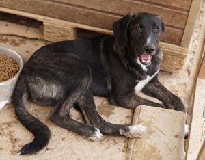 Freyja, geb. ca. 05 2023, lebt in GRIECHENLAND, auf einer privaten Pflegestelle Bild 7