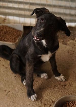 Freyja, geb. ca. 05 2023, lebt in GRIECHENLAND, auf einer privaten Pflegestelle Bild 6