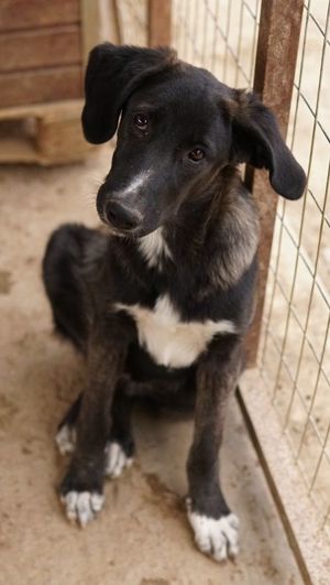 Freyja, geb. ca. 05 2023, lebt in GRIECHENLAND, auf einer privaten Pflegestelle Bild 10