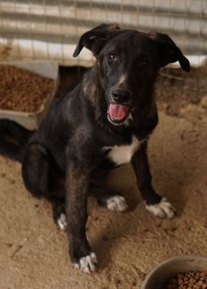 Freyja, geb. ca. 05 2023, lebt in GRIECHENLAND, auf einer privaten Pflegestelle Bild 5