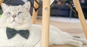 Reinrassiger Bkh Deckkater Bitte Anrufen oder WhatsApp  Bild 10