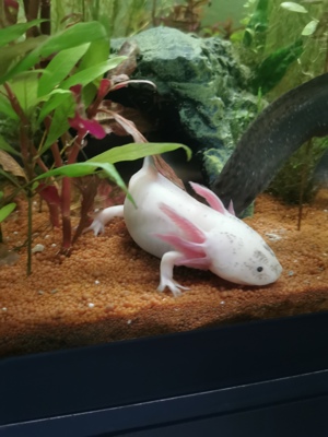 Axolotl 4 Stk verschiedene Farben Bild 1