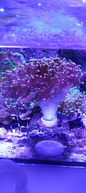 Euphyllia Divisa WYSIWYG