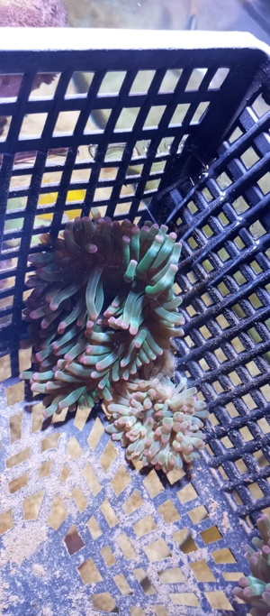 Meerwasser Anemonen zu verkaufen  Bild 3