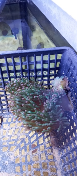 Meerwasser Anemonen zu verkaufen  Bild 4