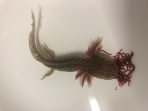 Axolotl Ambystoma mexicanum zu verkaufen  Bild 1